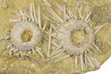 Cretaceous Fossil Urchin (Phymosoma) Plate - Morocco #262519-2